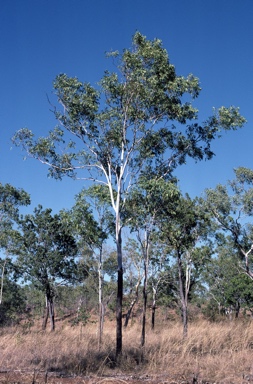 APII jpeg image of Eucalyptus miniata  © contact APII