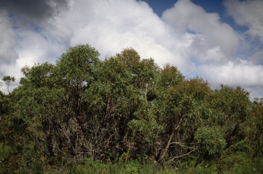 APII jpeg image of Angophora bakeri subsp. crassifolia  © contact APII