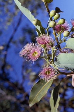 APII jpeg image of Corymbia calophylla  © contact APII