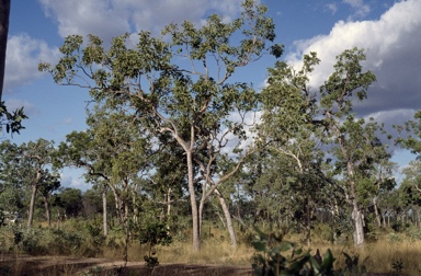 APII jpeg image of Corymbia curtipes  © contact APII