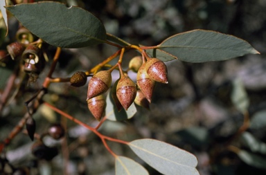 APII jpeg image of Eucalyptus annuliformis  © contact APII