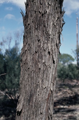 APII jpeg image of Eucalyptus bakeri  © contact APII