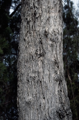 APII jpeg image of Eucalyptus banksii  © contact APII