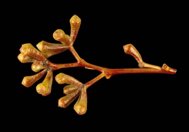 APII jpeg image of Eucalyptus baueriana  © contact APII