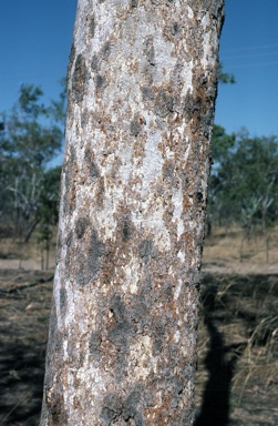 APII jpeg image of Corymbia bleeseri  © contact APII