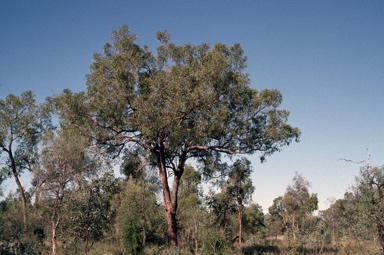 APII jpeg image of Corymbia brachycarpa  © contact APII