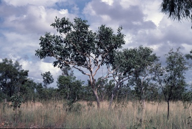 APII jpeg image of Corymbia byrnesii  © contact APII