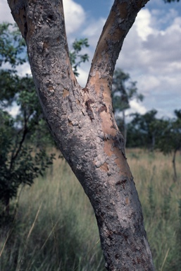 APII jpeg image of Corymbia byrnesii  © contact APII