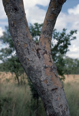 APII jpeg image of Corymbia byrnesii  © contact APII