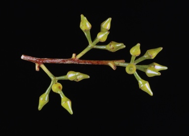 APII jpeg image of Eucalyptus camphora subsp. camphora  © contact APII