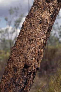 APII jpeg image of Eucalyptus ceracea  © contact APII