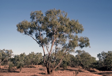 APII jpeg image of Eucalyptus coolabah  © contact APII