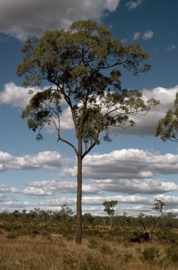 APII jpeg image of Eucalyptus crebra  © contact APII