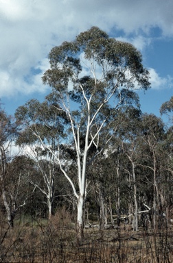 APII jpeg image of Eucalyptus dalrympleana  © contact APII