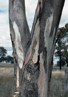 APII jpeg image of Eucalyptus dealbata  © contact APII