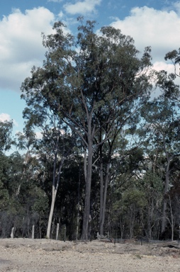 APII jpeg image of Eucalyptus decorticans  © contact APII