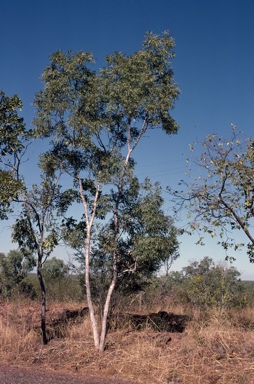 APII jpeg image of Eucalyptus distans  © contact APII