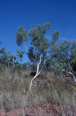 APII jpeg image of Corymbia drysdalensis  © contact APII