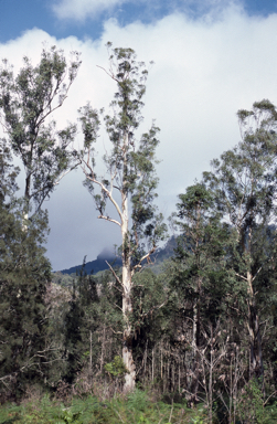 APII jpeg image of Eucalyptus dunnii  © contact APII