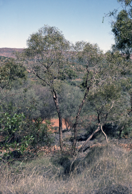 APII jpeg image of Corymbia eremaea  © contact APII