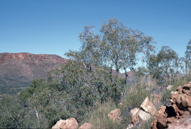 APII jpeg image of Corymbia eremaea  © contact APII