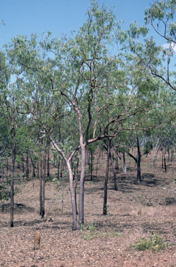 APII jpeg image of Corymbia erythrophloia  © contact APII