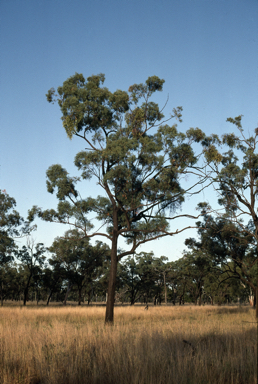 APII jpeg image of Eucalyptus exilipes  © contact APII