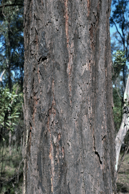 APII jpeg image of Eucalyptus fibrosa subsp. fibrosa  © contact APII