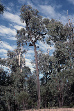 APII jpeg image of Eucalyptus fibrosa subsp. nubila  © contact APII