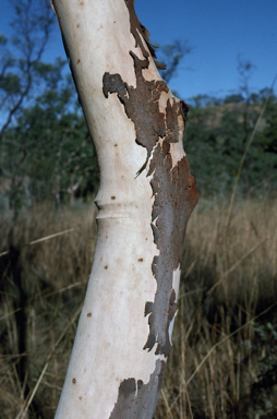 APII jpeg image of Corymbia flavescens  © contact APII