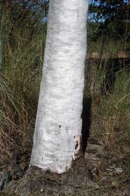 APII jpeg image of Corymbia gilbertensis  © contact APII