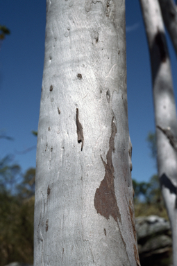 APII jpeg image of Eucalyptus glomericassis  © contact APII