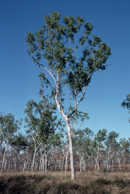 APII jpeg image of Corymbia grandifolia  © contact APII