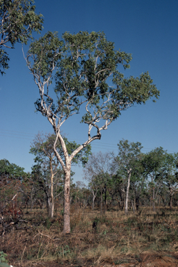 APII jpeg image of Corymbia greeniana  © contact APII