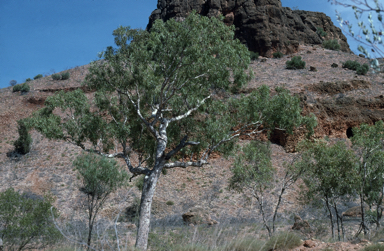 APII jpeg image of Corymbia hamersleyana  © contact APII