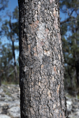 APII jpeg image of Corymbia hendersonii  © contact APII