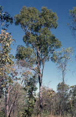 APII jpeg image of Corymbia kombolgiensis  © contact APII