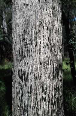 APII jpeg image of Eucalyptus laevopinea  © contact APII