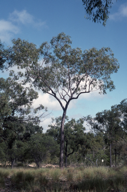 APII jpeg image of Corymbia lamprophylla  © contact APII