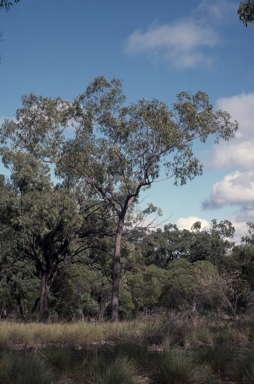 APII jpeg image of Corymbia lamprophylla  © contact APII