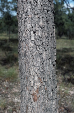 APII jpeg image of Corymbia lamprophylla  © contact APII