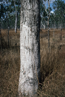 APII jpeg image of Eucalyptus leptophleba  © contact APII