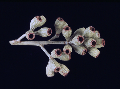 APII jpeg image of Eucalyptus lucasii  © contact APII