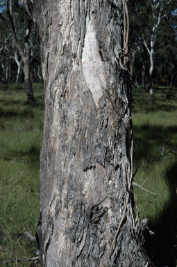 APII jpeg image of Eucalyptus melliodora  © contact APII