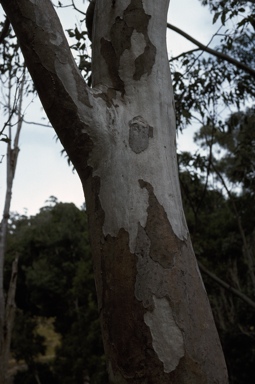 APII jpeg image of Eucalyptus michaeliana  © contact APII