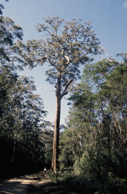 APII jpeg image of Eucalyptus microcorys  © contact APII