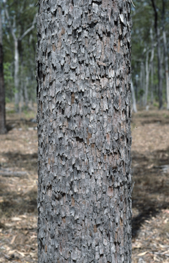 APII jpeg image of Corymbia nesophila  © contact APII