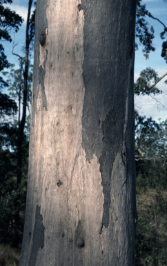 APII jpeg image of Eucalyptus propinqua  © contact APII