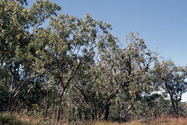 APII jpeg image of Corymbia ptychocarpa  © contact APII