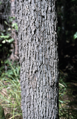 APII jpeg image of Corymbia ptychocarpa  © contact APII